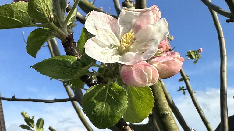 23. März: Dieses Jahr ist der Niederrhein mit der Kölner Bucht zusammen die früheste Apfelblütenregion Deutschlands. Hier der Blühstart in Moers.